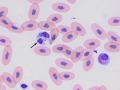 Boa macrophage & azurophil