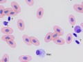 Boa leukocytes