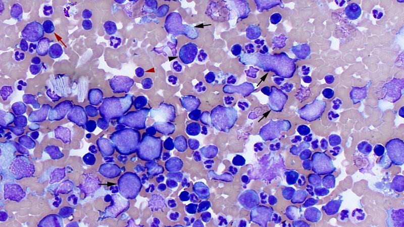 Lymphoma (T cell, dog)