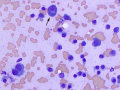 Plasma cell tumor (cat)
