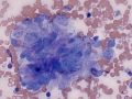 Sarcoma (dog)