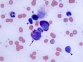 Mast cell tumor (cat)