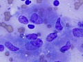 Mycobacteria (DQ, cat)