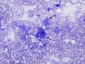 Mycobacteria (DQ, cat)