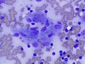 Mycobacteria (DQ, cat)