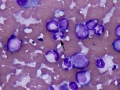 EMH & Anaplasma (dog)