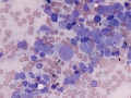 Sarcoma (dog)