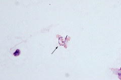 Synovial fluid (large animal)