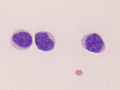 CAE (caprine)