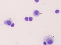 CAE (caprine)