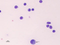 Caprine arthritis encephalitis (CAE, caprine)
