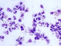Streptococcus (equine)