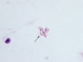 Streptococcus (equine, gram)
