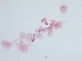 Streptococcus (equine, gram)