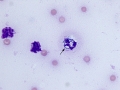 Streptococcus (equine)