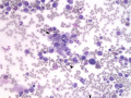 Mast cell tumor (equine)