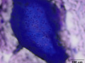 Cartilage (porcine)