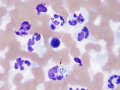 Sepsis (equine)