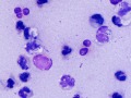 Sepsis (Streptococcus, equine)