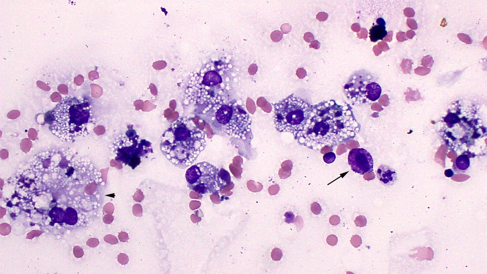 Suspect cystic thymoma (dog)