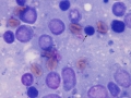 AML (dog, mediastinum)