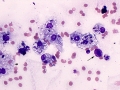 Suspect cystic thymoma (dog)
