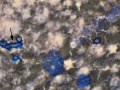 Pulmonary carcinoma (cat)