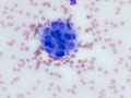 Pulmonary carcinoma (cat)