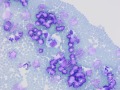 Lymphoma (thymus, cat, DQ)