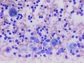 Lymphoma (thymus, cat)