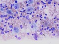 Lymphoma (thymus, cat)