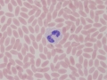 Camelid toxic pmn