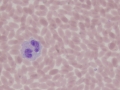 Camelid toxic pmn