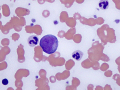 Canine progranulocyte