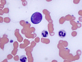 Canine reactive lymphocyte