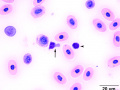 Granular lymphocyte (Painted turtle)