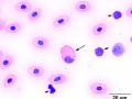 Eosinophil & lymphocyte (Painted turtle)