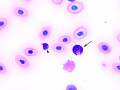 Basophil (Painted turtle)