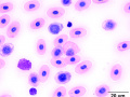 Eosinophil (Painted turtle)