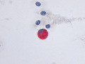 Eosinophil (Painted turtle, Luna stain)