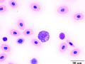 Immature granulocyte (Painted turtle)