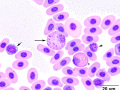 Toxic heterophil, eosinophil & lymphocyte (Painted turtle)