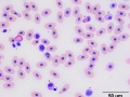 Mixed leukocytes (snapping turtle)