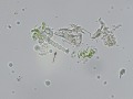 Algae