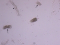 MIxture of casts