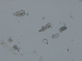 Mixture of casts