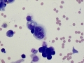 Urothelial carcinoma (Wright's, cat)
