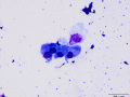 Columnar epithelial cells (horse)