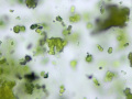 Ammonium biurate