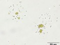 Xanthine